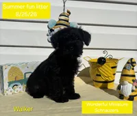 Walker, a male Miniature Schnauzer for sale in Salem, NH – 1 of 1