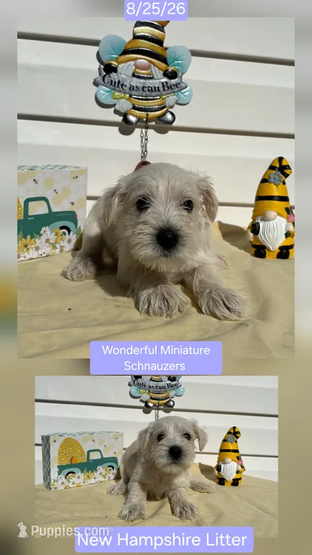 Lilac – Miniature Schnauzer puppy for sale in Salem, NH