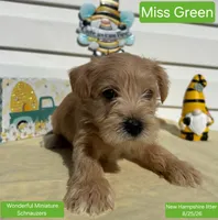 Miss Green, a female Miniature Schnauzer for sale in Salem, NH – 2 of 2