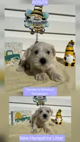 Lilac, a female Miniature Schnauzer for sale in Salem, NH – 1 of 1