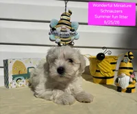  Miss Biker, a female Miniature Schnauzer for sale in Salem, NH – 2 of 2