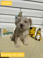 Camper, a female Miniature Schnauzer for sale in Salem, NH – 1 of 1
