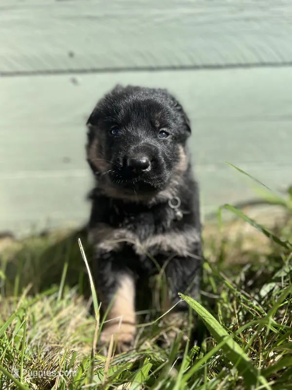 Black – German Shepherd Dog puppy for sale in Brookville, PA