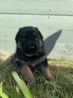 Pink, a female German Shepherd Dog for sale in Brookville, PA – 2 of 2
