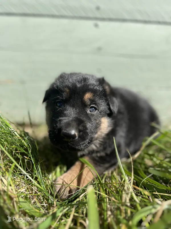 Blue  – German Shepherd Dog puppy for sale in Brookville, PA