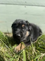 Blue , a male German Shepherd Dog for sale in Brookville, PA – 1 of 1