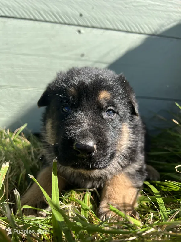 Brown – German Shepherd Dog puppy for sale in Brookville, PA