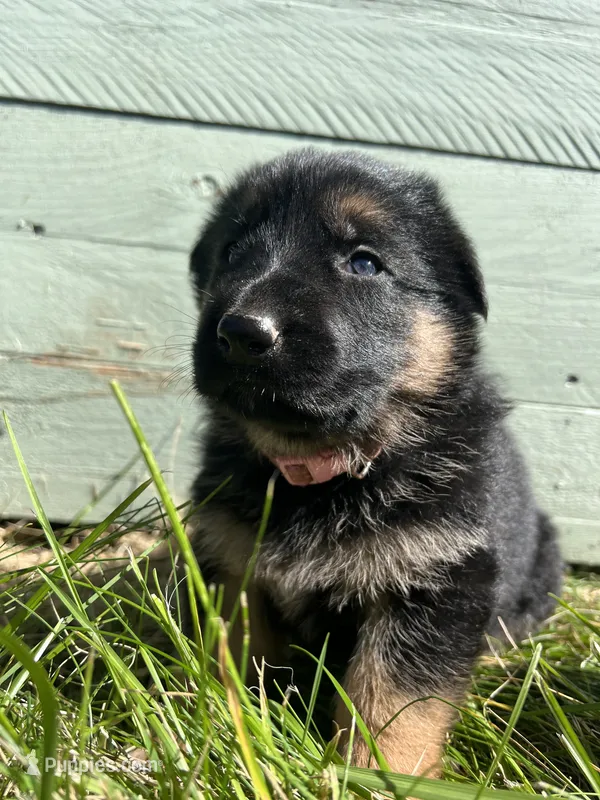 Pink – German Shepherd Dog puppy for sale in Brookville, PA