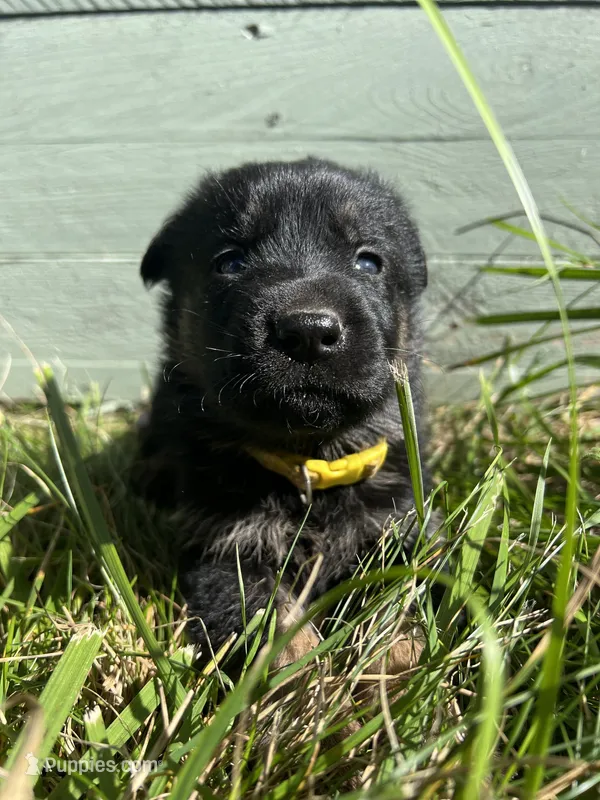 Yellow – German Shepherd Dog puppy for sale in Brookville, PA