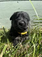 Yellow, a male German Shepherd Dog for sale in Brookville, PA – 1 of 1