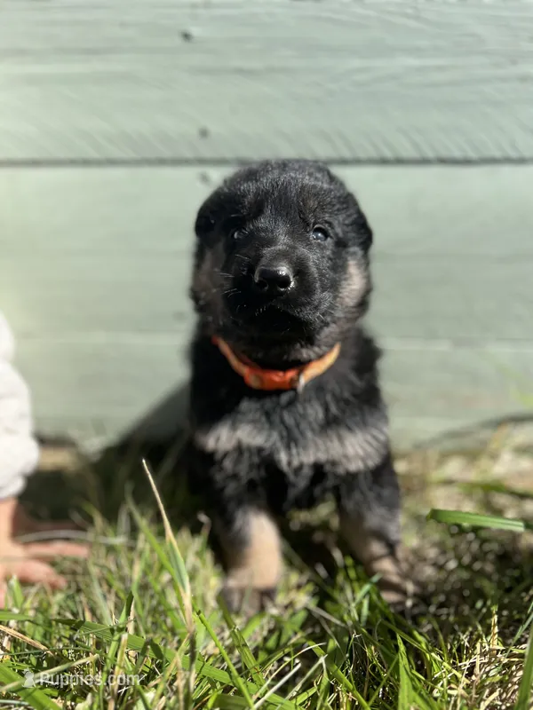 Orange – German Shepherd Dog puppy for sale in Brookville, PA