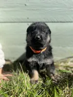Orange, a male German Shepherd Dog for sale in Brookville, PA – 1 of 2