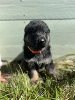 Orange, a male German Shepherd Dog for sale in Brookville, PA – 2 of 2