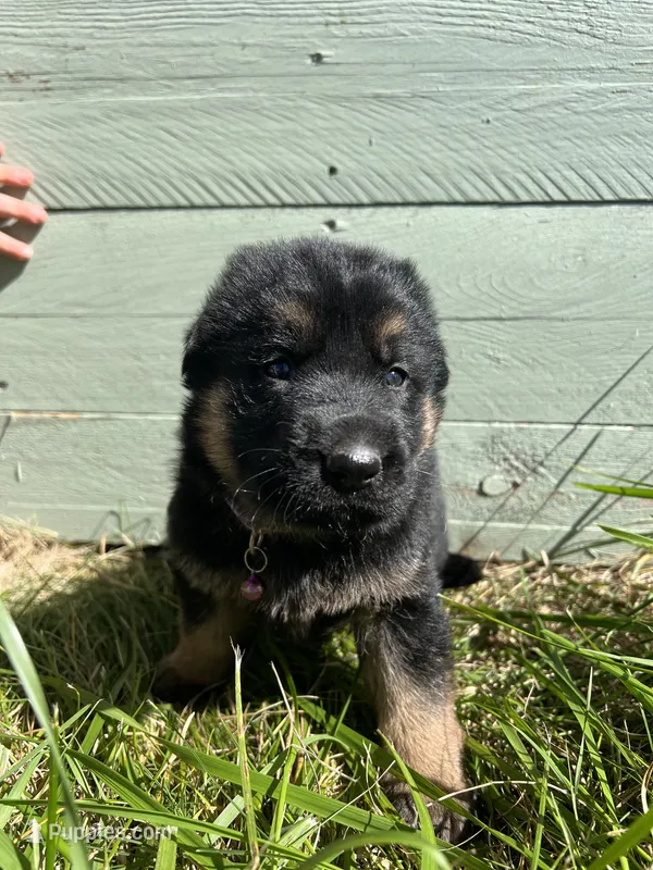 Purple – German Shepherd Dog puppy for sale in Brookville, PA