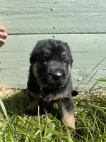 Purple, a female German Shepherd Dog for sale in Brookville, PA – 1 of 2