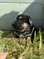 Dark Purple, a female German Shepherd Dog for sale in Brookville, PA – 1 of 1