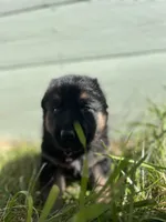 Purple, a female German Shepherd Dog for sale in Brookville, PA – 2 of 2
