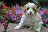 sasha, a female Cavapoo for sale in Hull, GA – 2 of 2