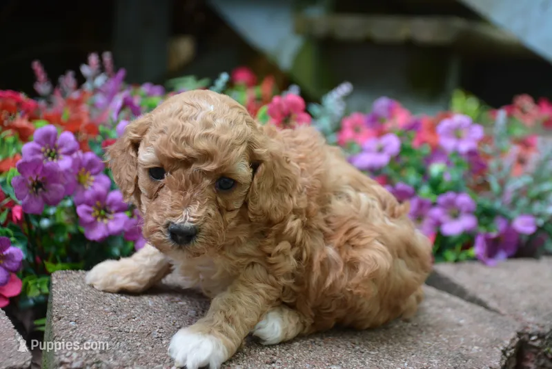 Sissy – Cavapoo puppy for sale in Hull, GA