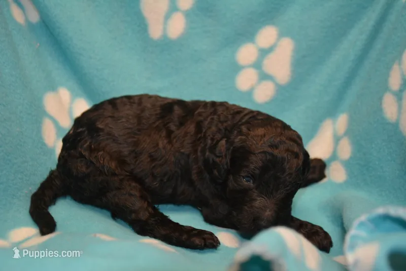 Pipa – Poodle - Standard  puppy for sale in Hull, GA