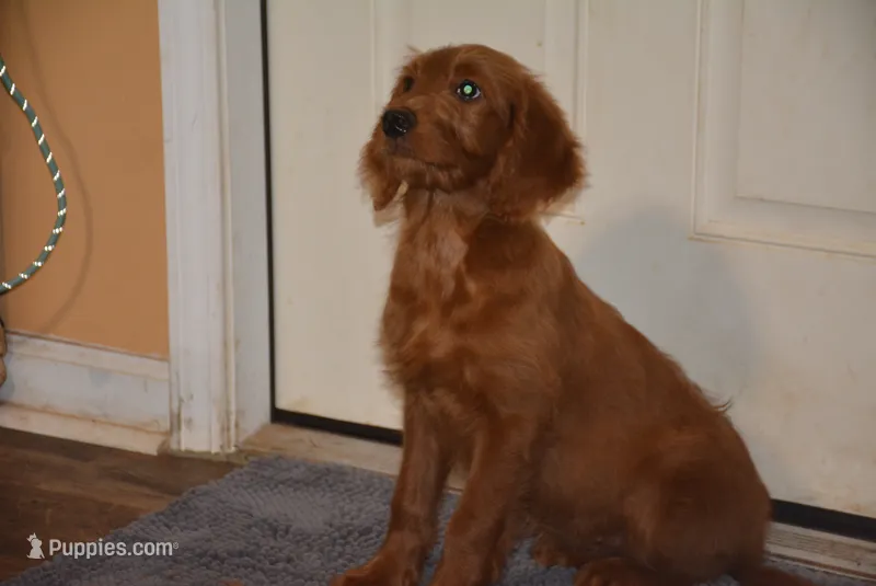 Patty – Goldendoodle puppy for sale in Hull, GA