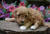 Sissy, a female Cavapoo for sale in Hull, GA – 2 of 2
