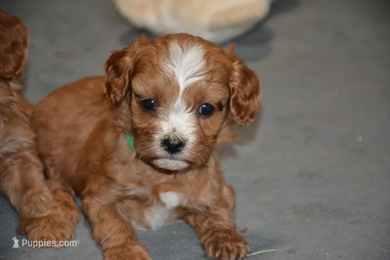 Kora – Cavapoo puppy for sale in Hull, GA