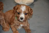Kora, a female Cavapoo for sale in Hull, GA – 1 of 1