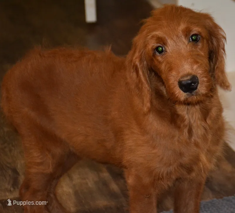 Patty – Goldendoodle puppy for sale in Hull, GA