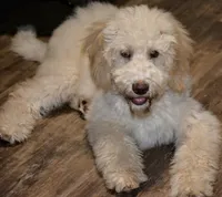 Lucy, a female Miniature Goldendoodle for sale in Hull, GA – 2 of 2