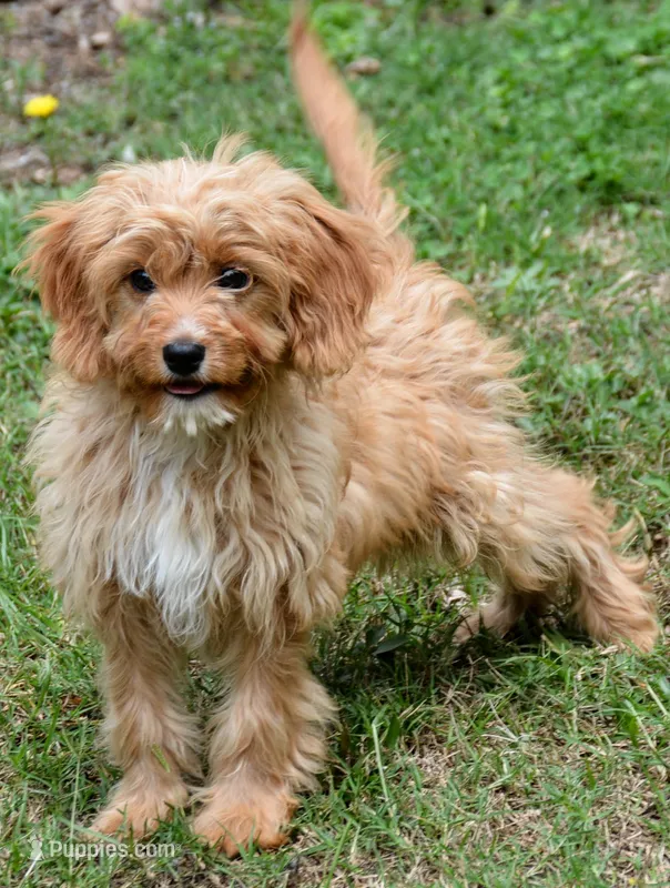 Leo – Cavapoo puppy for sale in Hull, GA