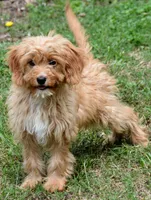 Leo, a male Cavapoo for sale in Hull, GA – 1 of 1