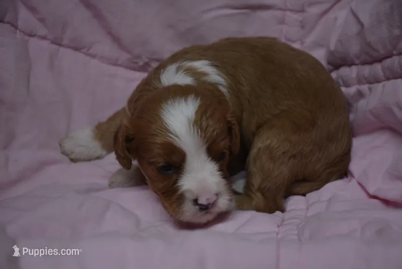 Matlock – Cavapoo puppy for sale in Hull, GA
