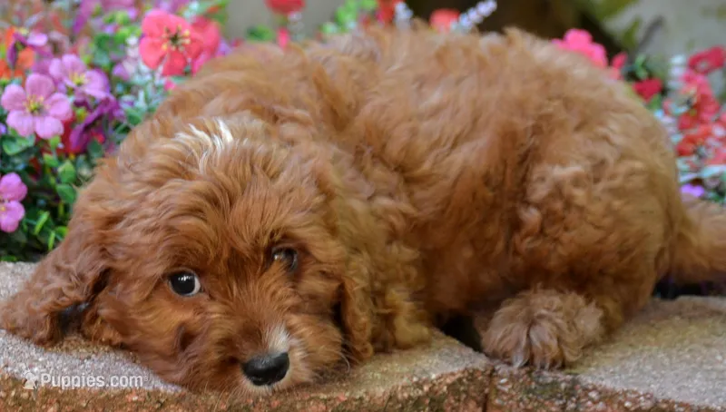 Packy – Cavapoo puppy for sale in Hull, GA