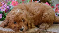 Packy, a male Cavapoo for sale in Hull, GA – 1 of 1
