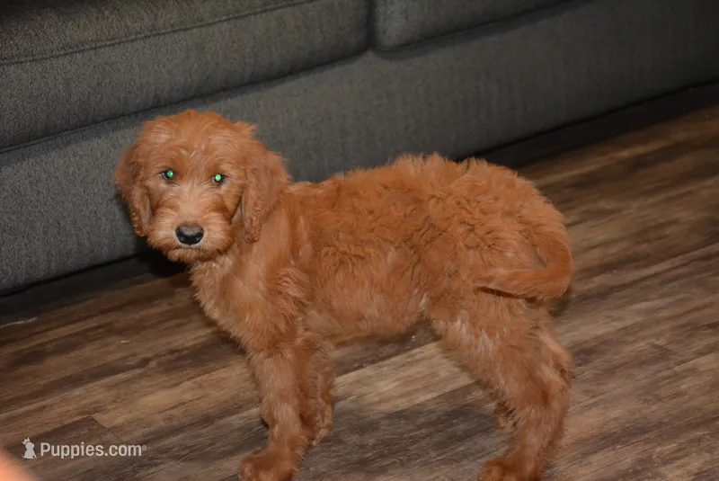 Chevy – Goldendoodle puppy for sale in Hull, GA