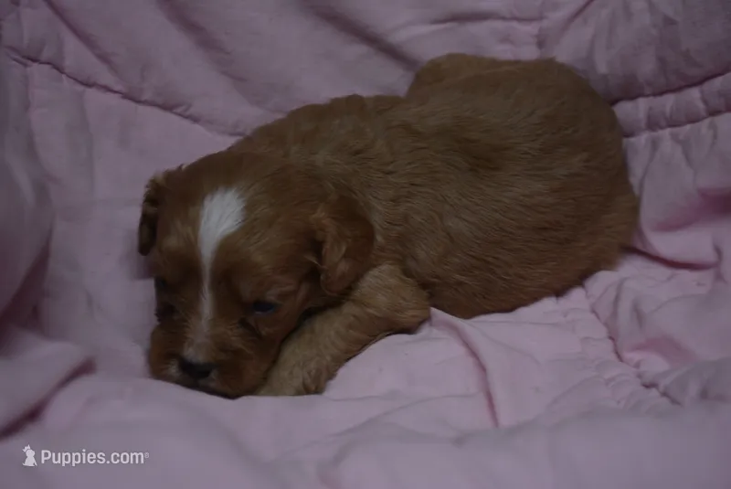 Biggy – Cavapoo puppy for sale in Hull, GA
