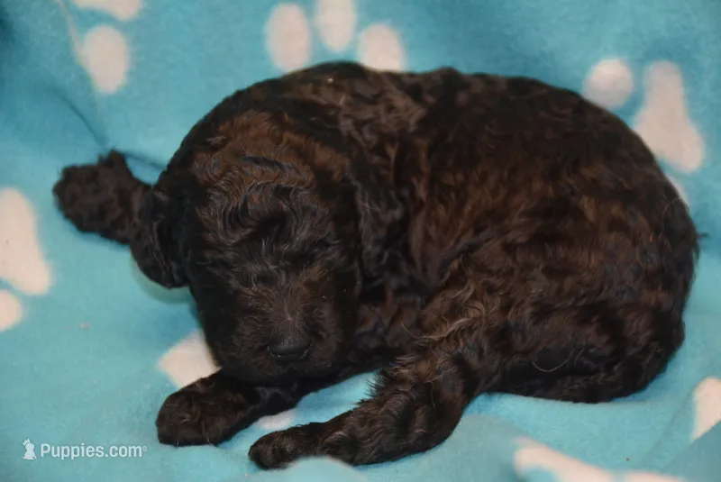 Deacon – Poodle - Standard  puppy for sale in Hull, GA