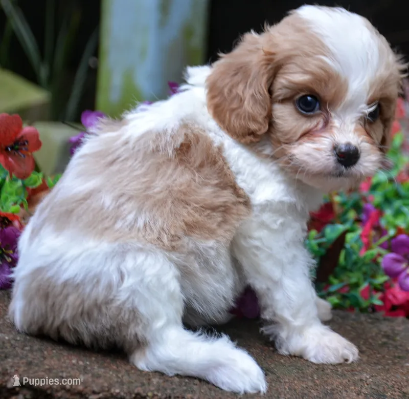 Prissy – Cavapoo puppy for sale in Hull, GA