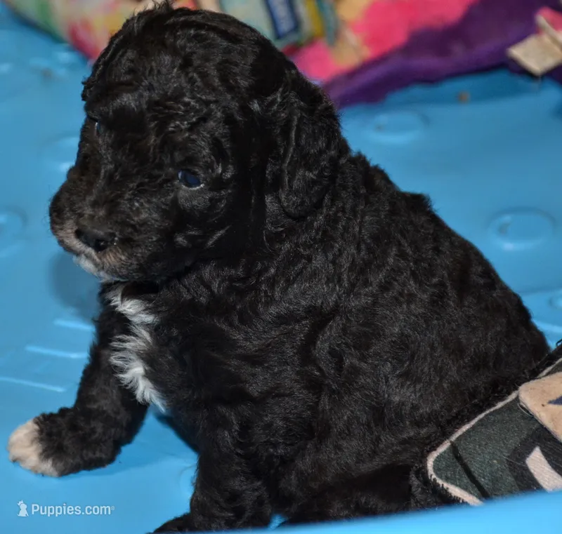 Bagel – Miniature Goldendoodle puppy for sale in Hull, GA