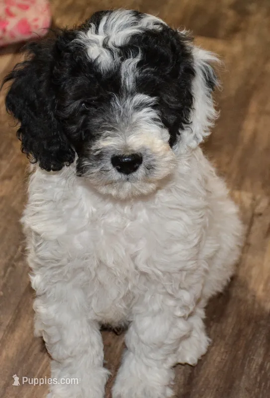 Robby – Miniature Goldendoodle puppy for sale in Hull, GA