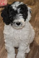 Robby, a male Miniature Goldendoodle for sale in Hull, GA – 1 of 1