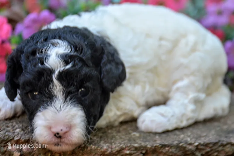Pippa – Cavapoo puppy for sale in Hull, GA