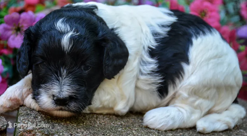robin – Cavapoo puppy for sale in Hull, GA