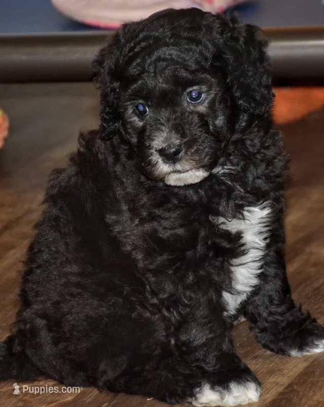Bagel – Miniature Goldendoodle puppy for sale in Hull, GA