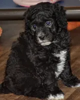 Bagel, a male Miniature Goldendoodle for sale in Hull, GA – 1 of 1