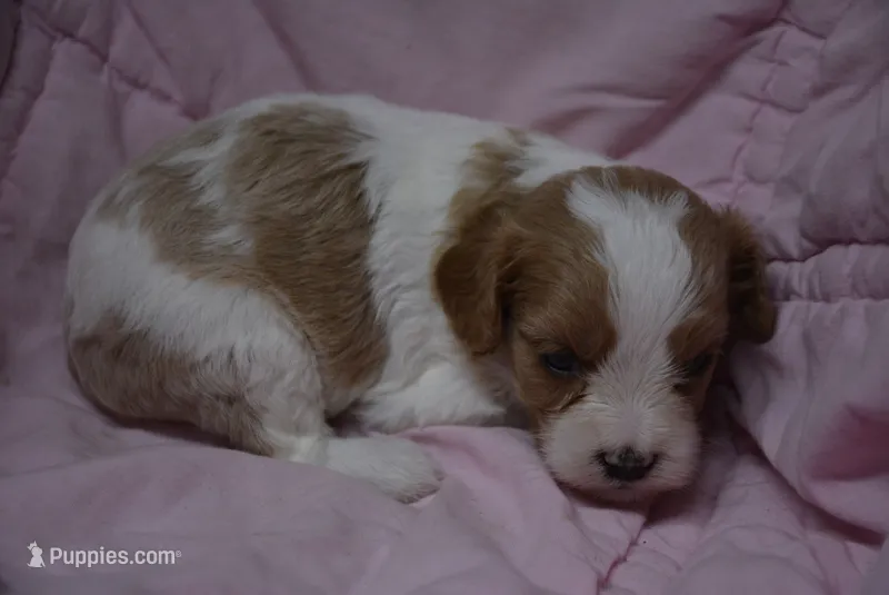 Prissy – Cavapoo puppy for sale in Hull, GA
