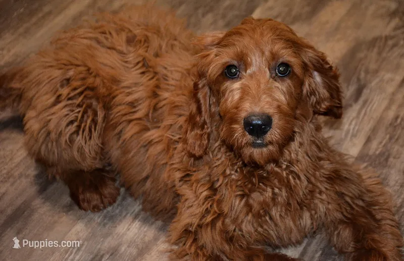 frisco – Miniature Goldendoodle puppy for sale in Hull, GA