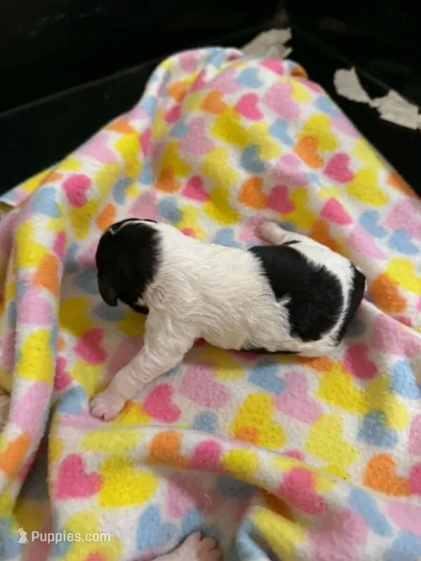 robin – Cavapoo puppy for sale in Hull, GA