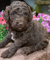 Abby, a female Miniature Goldendoodle for sale in Hull, GA – 1 of 1